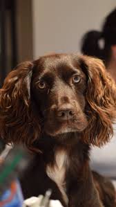The Wonderful Working Cocker Spaniel Rosie Working Spaniel Dogs Working Cocker