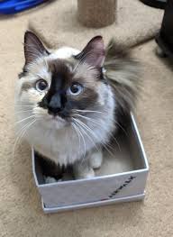 Characteristics, history, care tips, and helpful information for pet owners. Reddit The Front Page Of The Internet Ragdoll Kitten Ragdoll Kitten