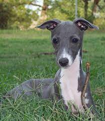 Greyhound Photo If The D Is Present Either Singularly Dd Orduplicate Dd The Italian Greyhound Puppies Greyhound Puppy Italian Greyhound