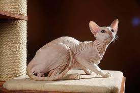 Katzen Fur Allergiker Unsere Ratschlage Die Tierexperten