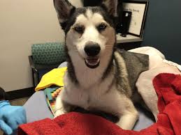 Want to see more posts tagged #husky puppies? Texas Husky Rescue