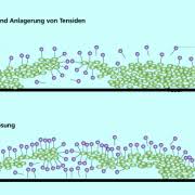 Tenside In Waschmitteln In Chemie Schulerlexikon Lernhelfer
