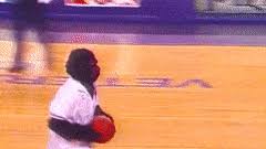 Find gifs with the latest and newest hashtags! Best Go Phoenix Suns Gorilla Gifs Gfycat