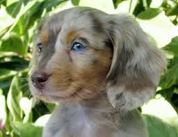 Blue Eyes Dachshund Puppies For Sale Daschund Puppies Miniature Dachshund