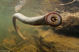 Image result for killer eels