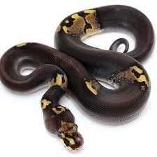 Albino Black Axanthic Ball Python Super Black Pastel Ball Python Photo 7 Ball Python Pet Snake Ball Python Morphs