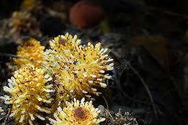 Image result for Balanophoraceae