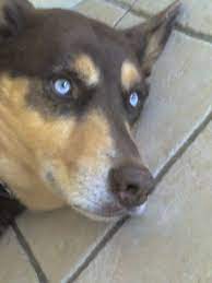 Doberman Husky Mix Siberian Husky Mix Husky Hybrid Beautiful Dogs