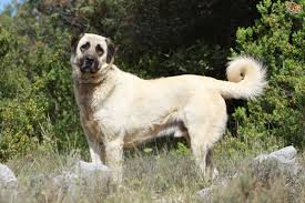 Orthopedic problems such as hip and elbow dysplasia are the main concern in the breed. Anatolian Shepherd Dog Breed Facts Highlights Buying Advice Pets4homes