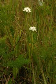 Image result for Brownleea