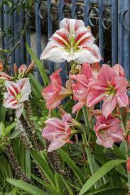 Amaryllis Flower Varieties Different Types Of Amaryllis Amaryllis Flowers Flower Pot Design Amaryllis