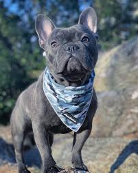 Blue eyed grey bull dog | reaching for the stars. Rare Colors In French Bulldogs