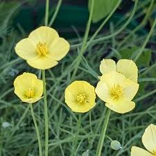Image result for Eschscholzia