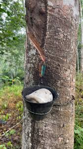 Image result for Hevea brasiliensis