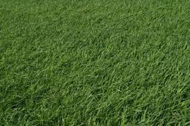 Can You Plant Sod Over Existing Grass St Augustine Grass Zoysia Grass Growing Grass