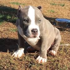 Review how much american pit bull terrier puppies for sale sell for below. Dax Bully Puppies Dax 2020
