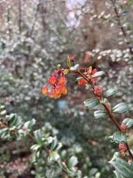 Image result for Berberis darwinii