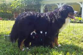 Bernese golden mountain dog breeders. Bernese Mountain Dog Raises 10 Pups From 4 Litters At Once
