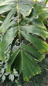 Image result for Aiphanes horrida