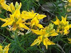 Image result for Genista