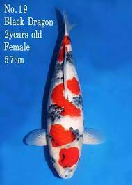 The fry of showa sanshoku has black color on their bodies while the taisho sanshoku are born with pinkish colored bodies. Koi Black Dragon Novocom Top