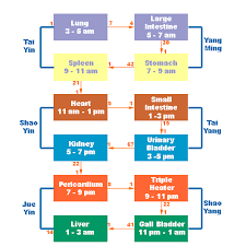 More Than Circadian Rhythms Meridians Time Chart W Link