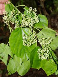 Image result for Cissus cornifolia