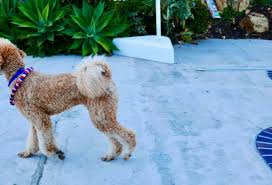 Goldendoodles are also a frequent visitor at designer dog shows where they offer special characteristics in elegance and beauty. English Teddy Bear Goldendoodle Everything You Need To Know