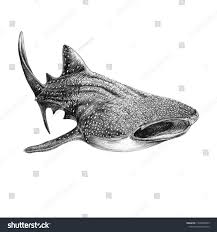Whale Shark Graphic Drawing : illustration de stock 1240896499 |  Shutterstock