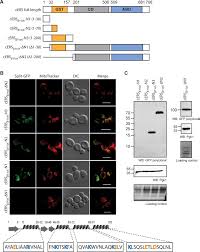 A molecule of dna consists of two chains that are wrapped during translation, mrna is converted to protein. Assigning Mitochondrial Localization Of Dual Localized Proteins Using A Yeast Bi Genomic Mitochondrial Split Gfp Elife