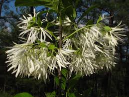 Image result for Chionanthus