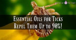 Essential Oils For Ticks Repel Them Up To 90 There S An Eo For That Essential Oils Best Essential Oils Essential Oils For Add
