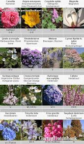 Kalkempfindliche Pflanzen Geholze Und Andere Gartenpflanzen Gartenpflanzen Pflanzen Magnolien