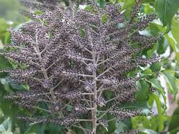 Image result for Polyscias kivuensis