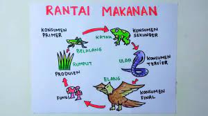Maybe you would like to learn more about one of these? Cara Menggambar Rantai Makanan Rantai Makanan Di Sawah Youtube