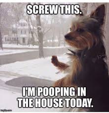 Pin By Kristin Rognerud On Yorkies Funny Animal Pictures Funny Dogs Funny Animals