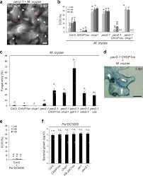 Plant cells also usually have a distinct shape. Epidermal Chloroplasts Are Defense Related Motile Organelles Equipped With Plant Immune Components Nature Communications