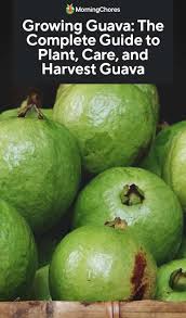 White fungus on guava tree. Growing Guava The Complete Guide To Plant Care And Harvest Guava
