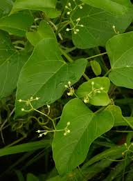Image result for Cissus integrifolia