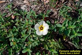 Image result for Turneraceae