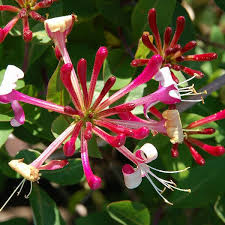 30x climbing rose flower seeds garden plant, red colour. Top 15 Fast Growing Climbers For Your Garden Pyracantha Co Uk