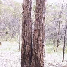 Image result for Eucalyptus paniculata