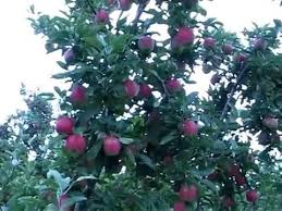If you have fruit trees growing on the properties you hunt, you are lucky! Pruning And Training Apple Trees Youtube