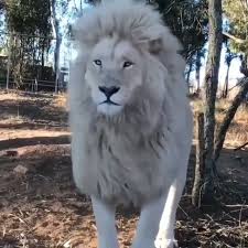A White Lion Video Lion Pictures Lion Photography Lion Images