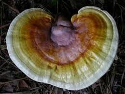 Image result for Ganoderma curtisii