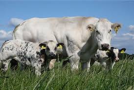 The following 37 files are in this category, out of 37 total. Belgian Blue Cattle International Series