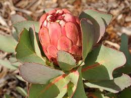 Image result for Protea angolensis