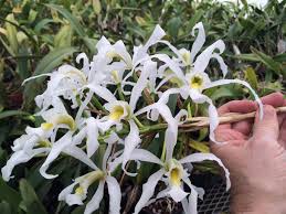 Image result for Lankesteria alba