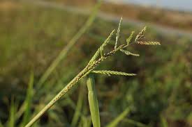 Image result for Urochloa dictyoneura