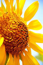 Reaching For The Sun Beers Beans Love Flowers Happy Flowers Pretty Flowers